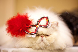 Illustration for article titled Algonquin Cat Fashion Show 2013